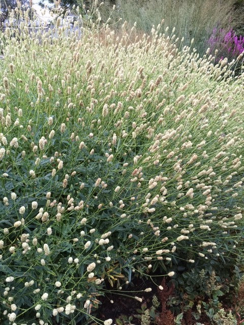 Sanguisorba officinalis 'Jam Session' - NEW