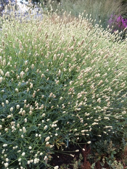 Sanguisorba officinalis 'Jam Session' - NEW