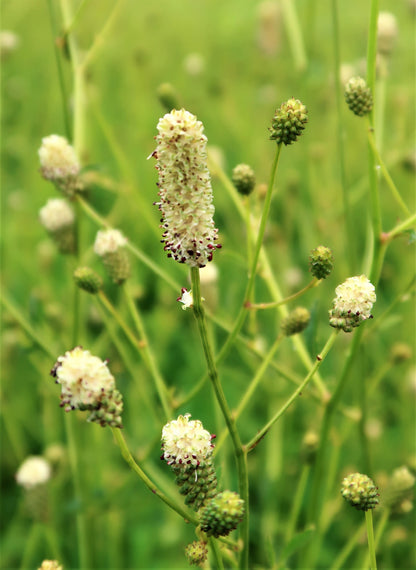 Sanguisorba officinalis 'Jam Session' - NEW