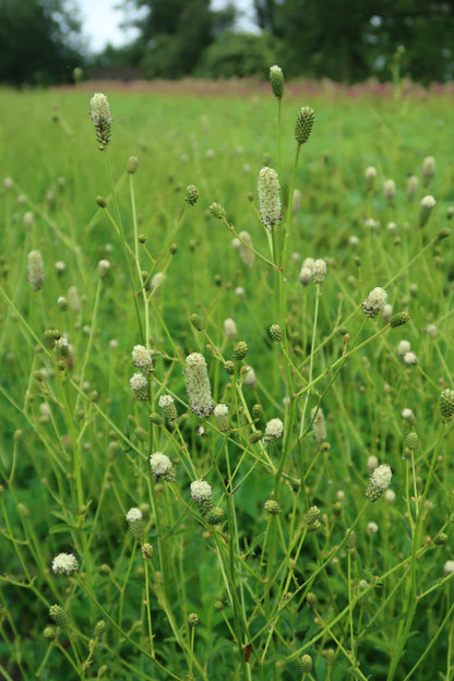 Sanguisorba officinalis 'Jam Session' - NEW