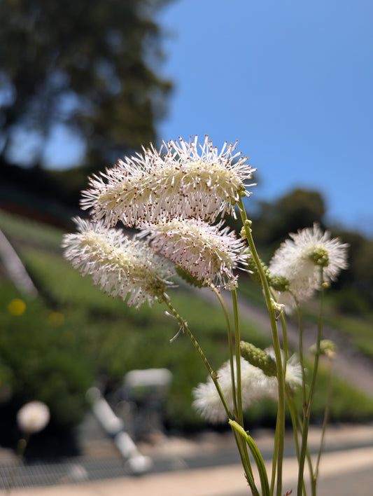 Sanguisorba hakusanensis 'White Brushes' - NEW