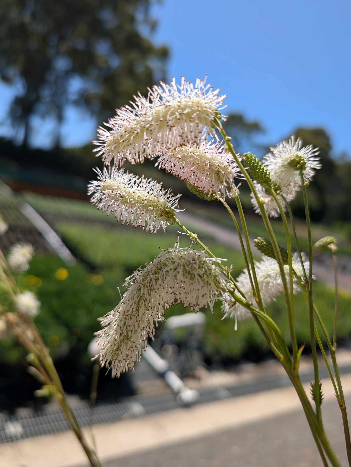 Sanguisorba hakusanensis 'White Brushes' - NEW