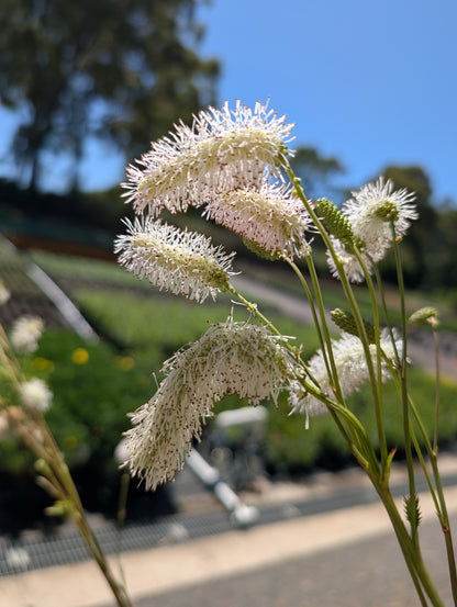 Sanguisorba hakusanensis 'White Brushes' - NEW