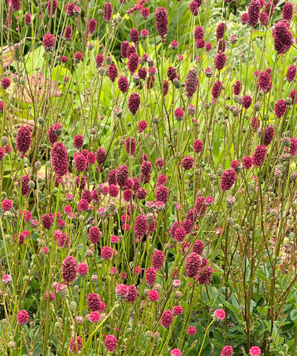 Sanguisorba officinalis 'Proud Mary' - NEW