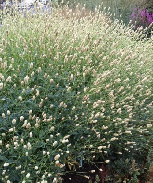 Sanguisorba officinalis 'Jam Session' - NEW