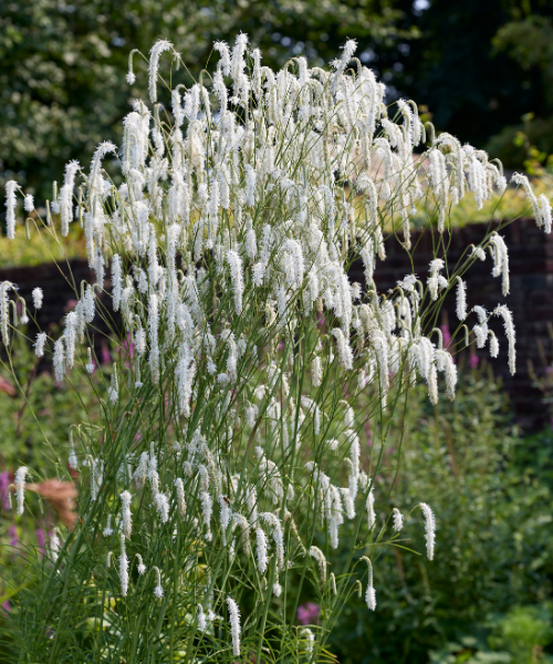 Sanguisorba tenuifolia 'All Time High' - NEW