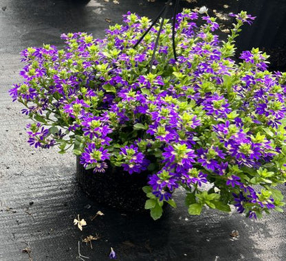 Scaevola aemula 'Surdiva Blue Violet' - NEW