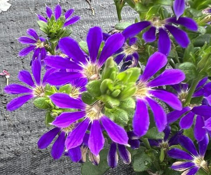 Scaevola aemula 'Surdiva Blue Violet' - NEW