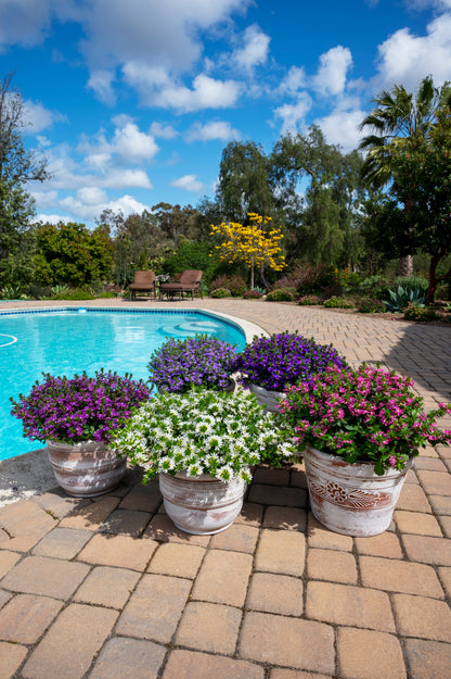 Scaevola aemula 'Surdiva Blue Violet' - NEW