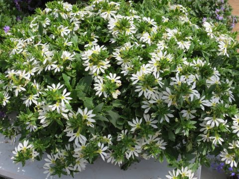 Scaevola aemula 'Surdiva White' - NEW