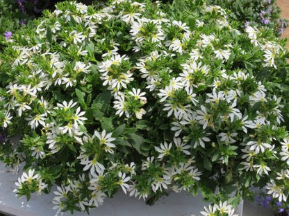 Scaevola aemula 'Surdiva White' - NEW