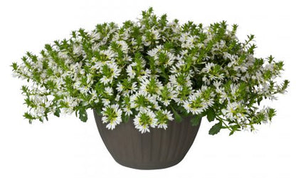 Scaevola aemula 'Surdiva White' - NEW