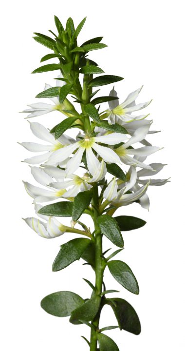 Scaevola aemula 'Surdiva White' - NEW
