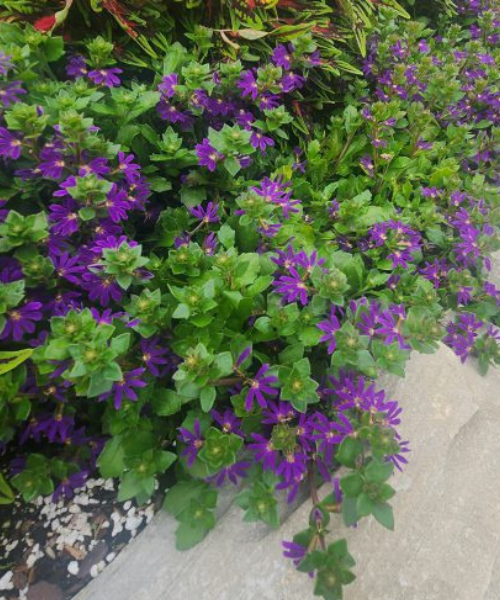 Scaevola aemula 'Surdiva Blue Violet' - NEW