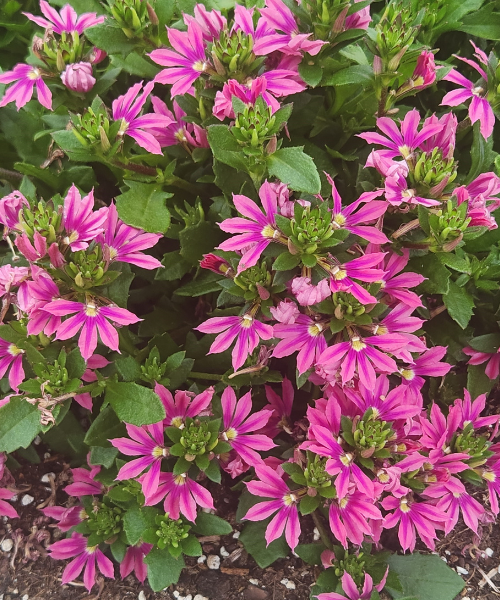 Scaevola aemula 'Surdiva Fashion Pink' - New