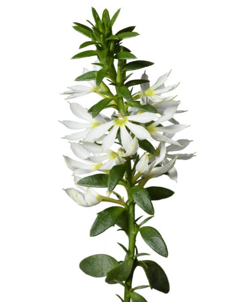 Scaevola aemula 'Surdiva White' - NEW