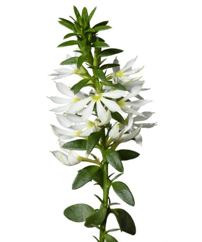 Scaevola aemula 'Surdiva White' - NEW