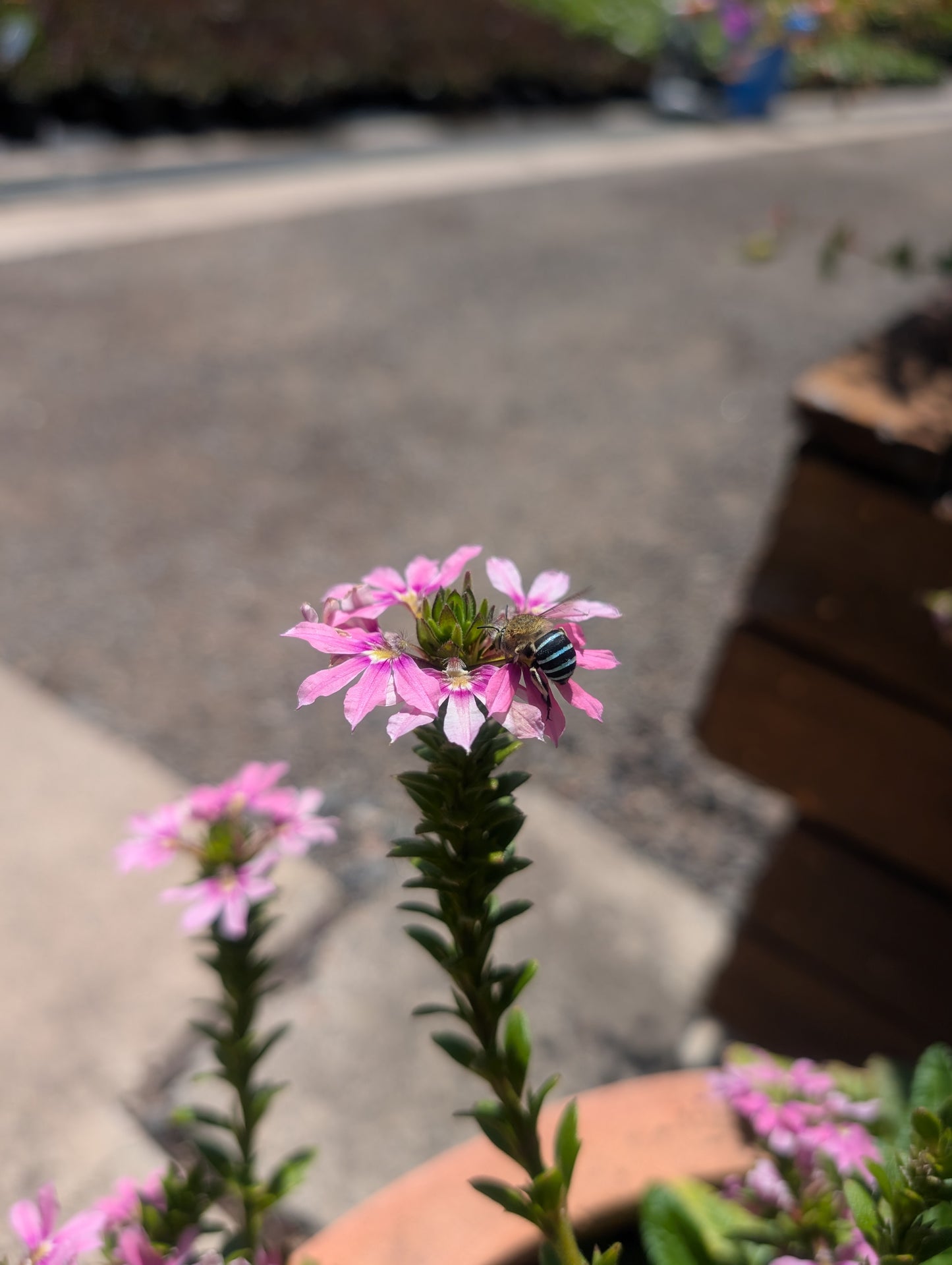Scaevola aemula 'Surdiva Fashion Pink' - New