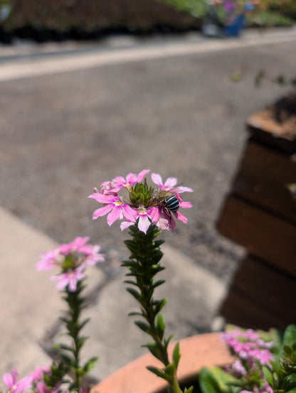 Scaevola aemula 'Surdiva Fashion Pink' - New