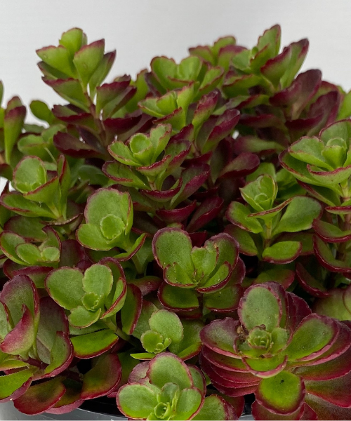 Sedum spurium 'Dragons Blood' - NEW