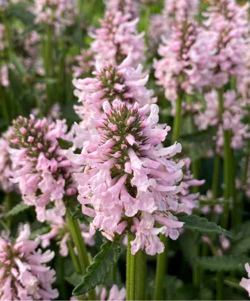 Stachys officinalis 'Summer Sweets' - NEW