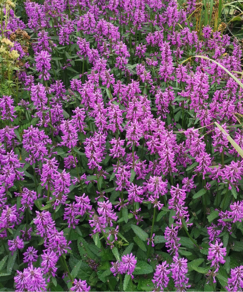 Stachys officinalis 'Summer Grapes' - NEW