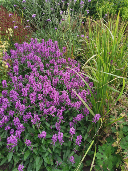 Stachys officinalis 'Summer Grapes' - NEW