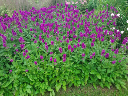 Stachys officinalis 'Summer Grapes' - NEW