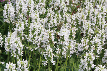 Stachys officinalis 'Summer Snowcone' - NEW