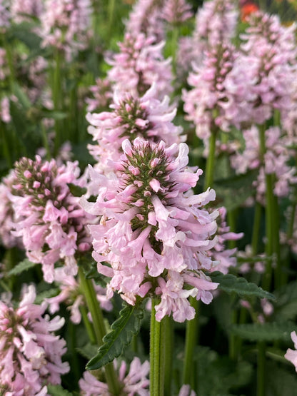 Stachys officinalis 'Summer Sweets' - NEW