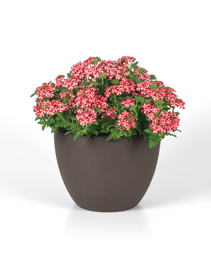 Verbena x hybrida 'Firehouse Peppermint'