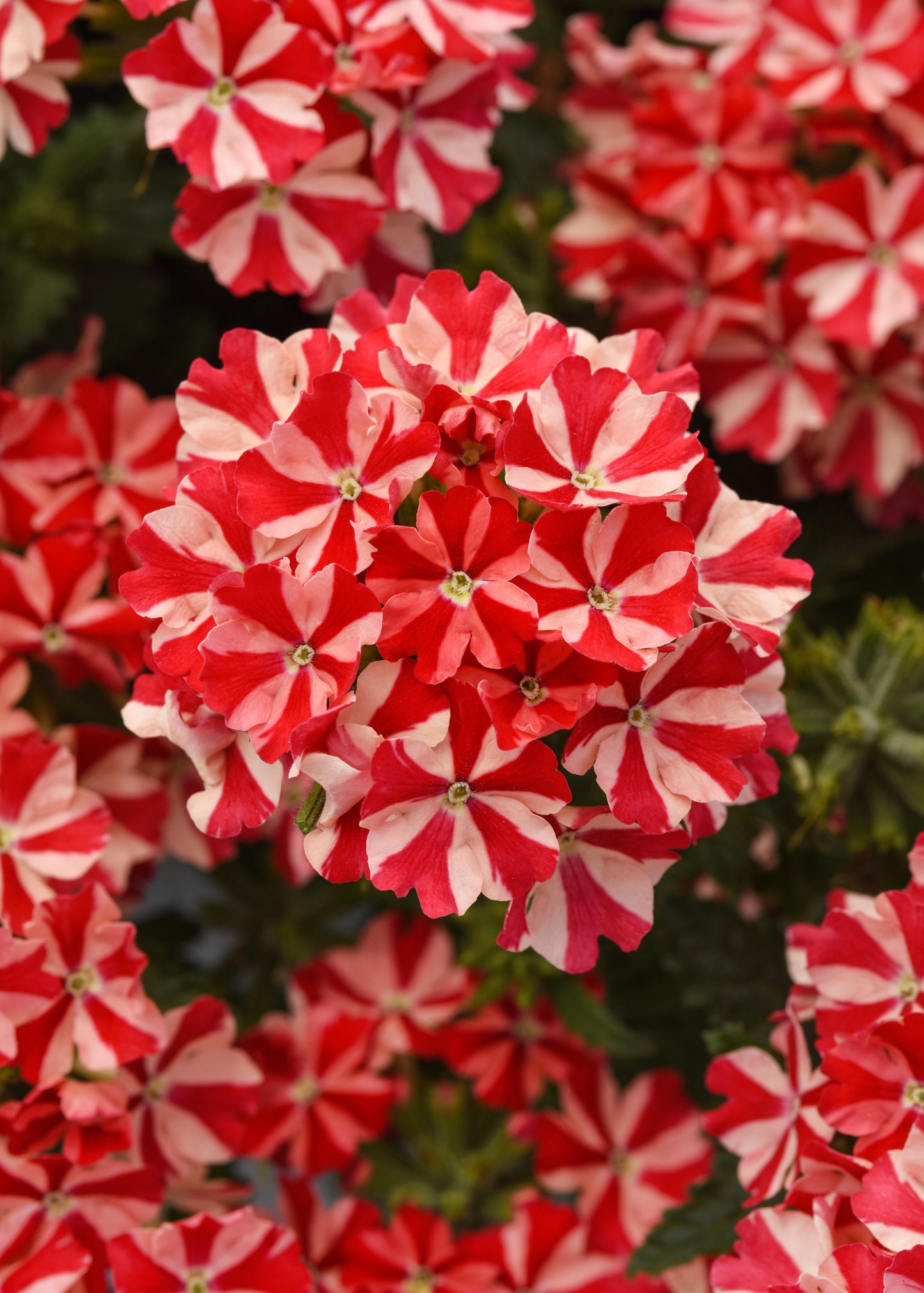 Verbena x hybrida 'Firehouse Peppermint'
