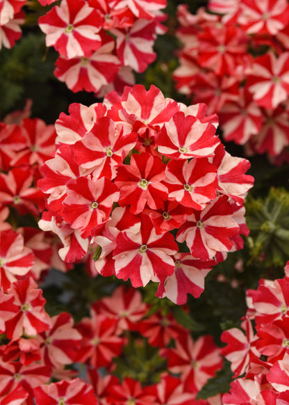 Verbena x hybrida 'Firehouse Peppermint'