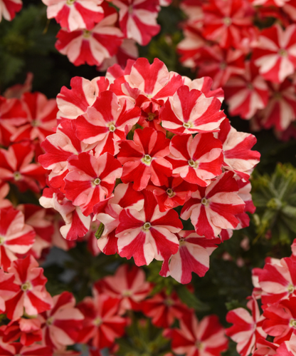 Verbena x hybrida 'Firehouse Peppermint'