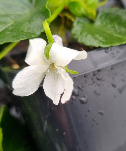 Viola odorata 'White'