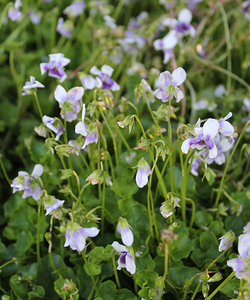 Viola hederacea