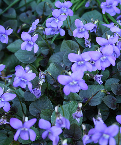 Viola labradorica 'Purple'