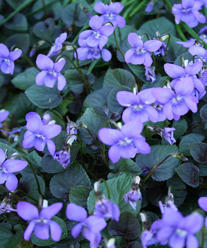 Viola labradorica 'Purple'