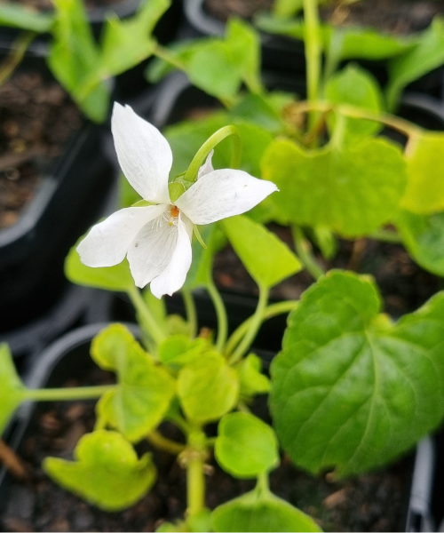 Viola odorata 'White'