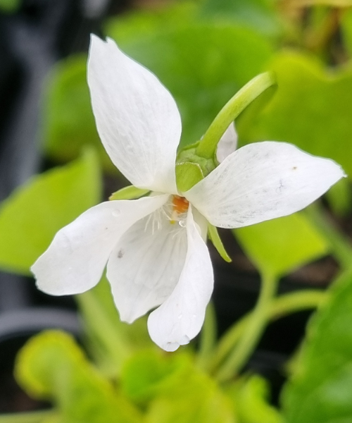 Viola odorata 'White'