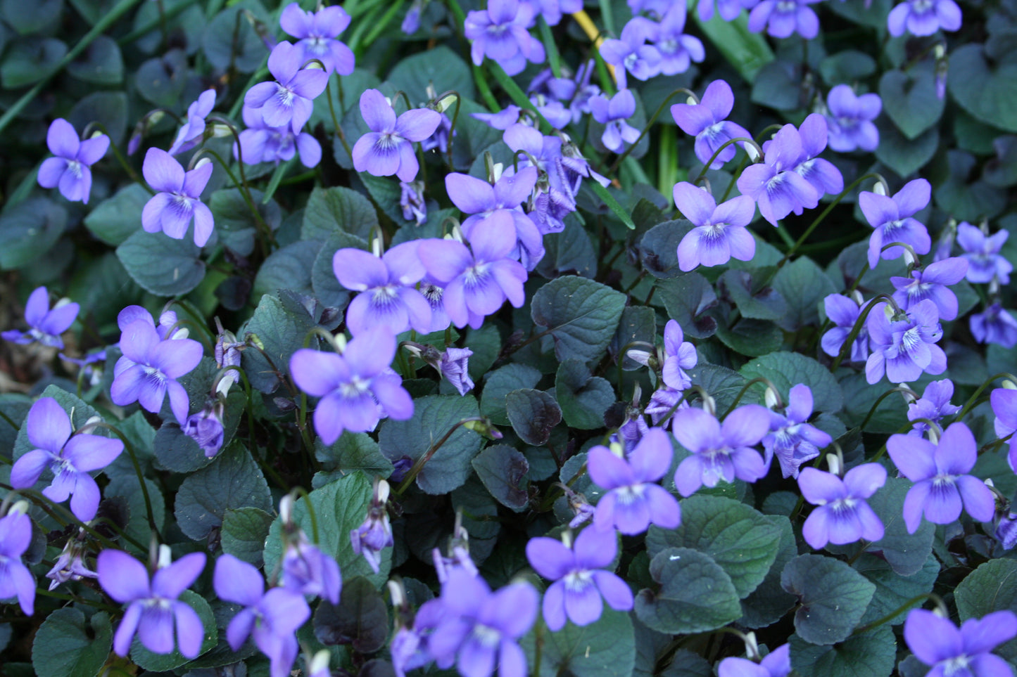 Viola labradorica 'Purple'