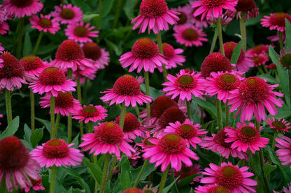 Echinacea hybrid 'Delicious Candy' - NEW