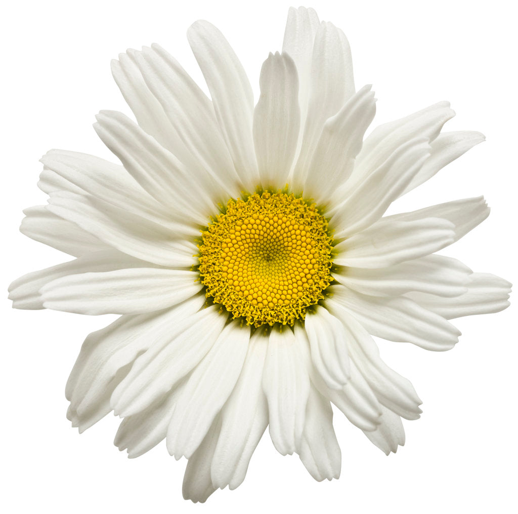 Leucanthemum Superbum Amazing Daisies 'Daisy May'