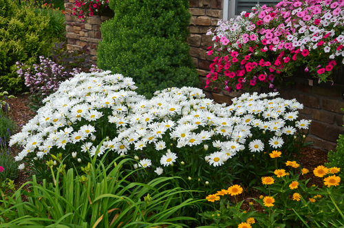 Leucanthemum Superbum Amazing Daisies 'Daisy May'