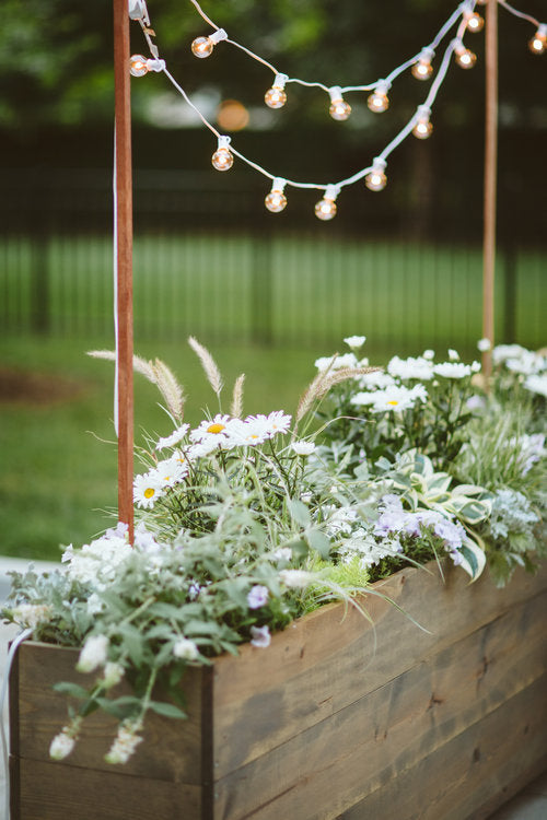 Leucanthemum Superbum Amazing Daisies 'Daisy May'