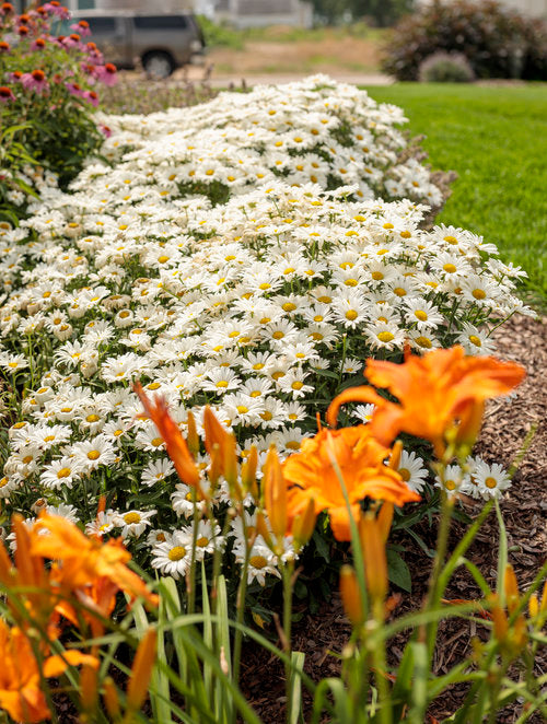 Leucanthemum Superbum Amazing Daisies 'Daisy May'