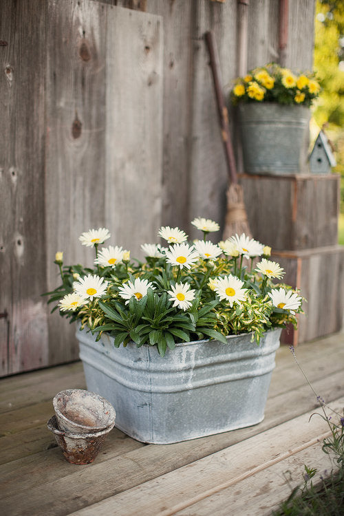 Leucanthemum Superbum Amazing Daisies 'Daisy May'