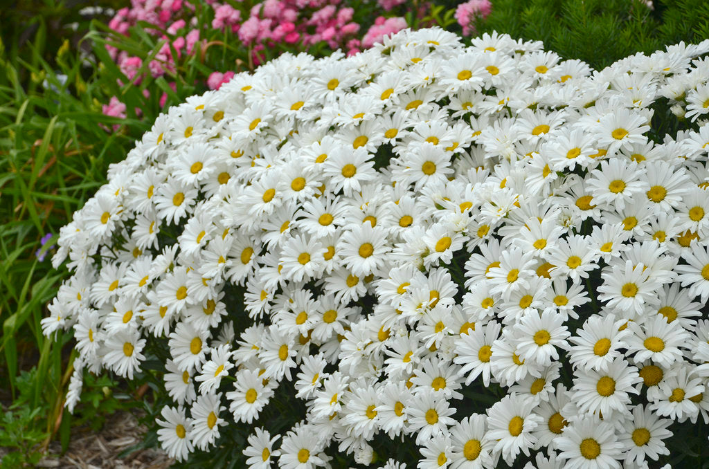 Leucanthemum Superbum Amazing Daisies 'Daisy May'