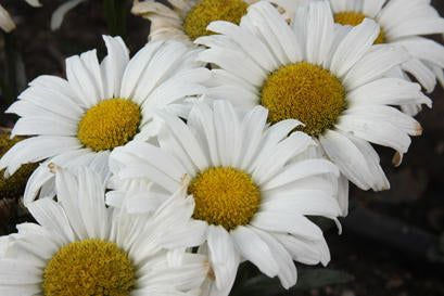 Leucanthemum Superbum Amazing Daisies 'Daisy May'