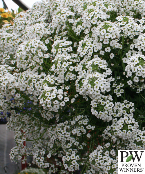 Lobularia hybrid 'Snow Princess'